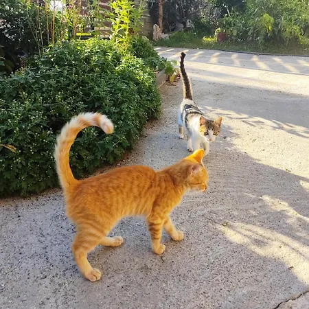 Stone House Vandrarhem