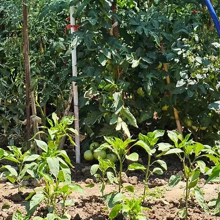 Stone House بيت شباب إلباسان